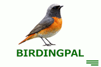 BirdingPal bird logo